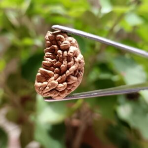 1 Mukhi India - Half Moon