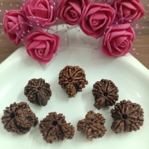 Garbh Gauri Rudraksha