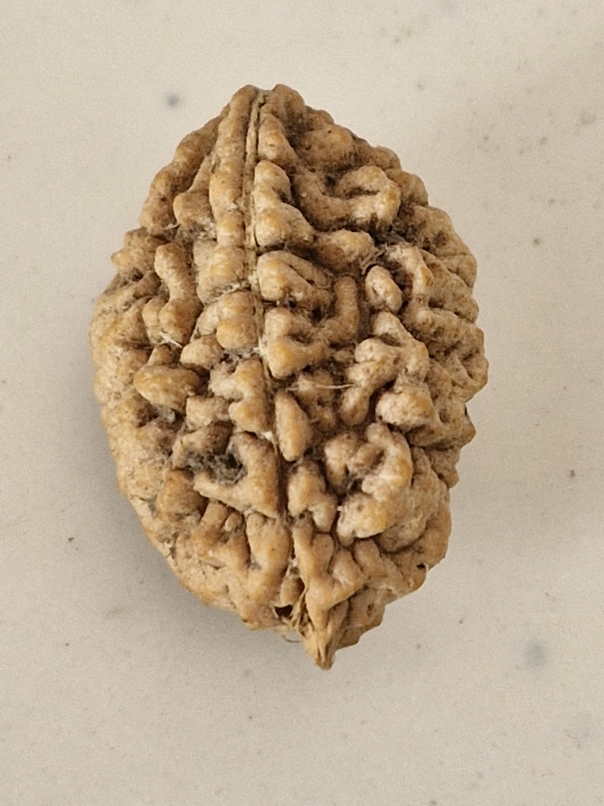 2 Mukhi