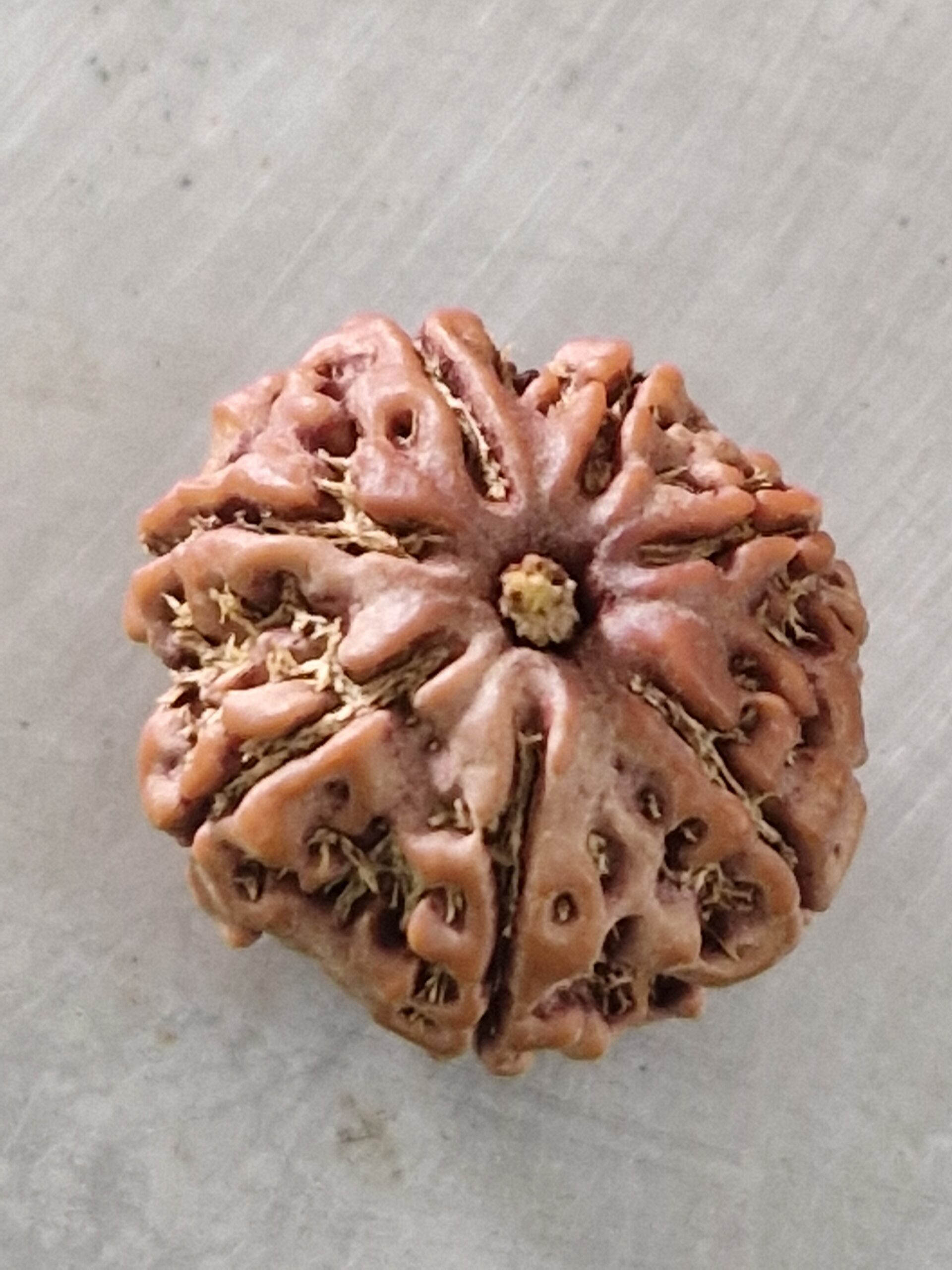 7 Mukhi