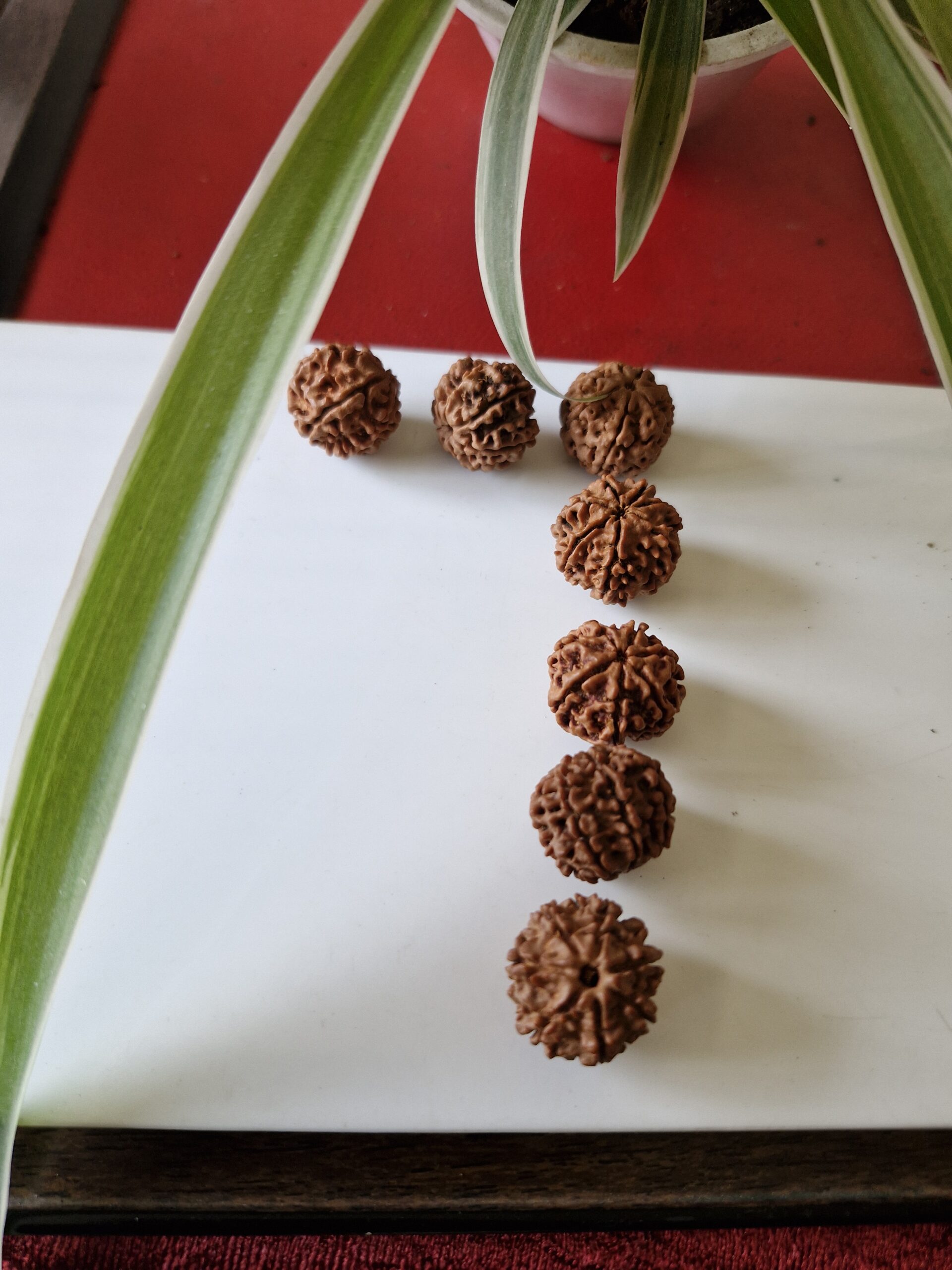 7 Mukhi - Image 3