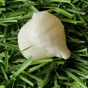 FISH Pearl ie मछमणि - L - 19.7 Ratti