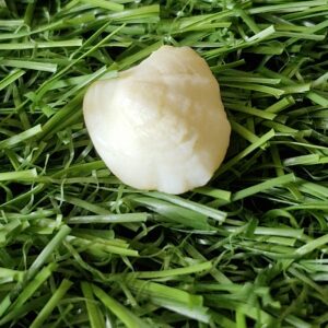 FISH Pearl ie मछमणि - L - 19.5 Ratti