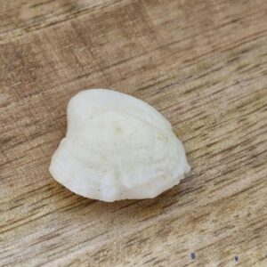 FISH Pearl ie मछमणि - L - 17.9 Ratti