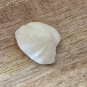 FISH Pearl ie मछमणि - L - 19.1 Ratti