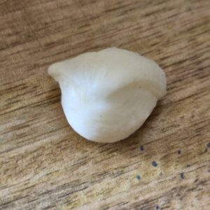 FISH Pearl ie मछमणि - L - 18.4 Ratti