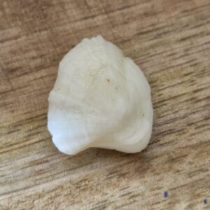 FISH Pearl ie मछमणि - L - 16.9 Ratti