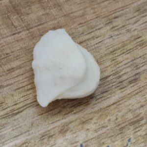 FISH Pearl ie मछमणि - L - 17.1 Ratti