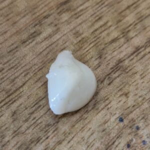 FISH Pearl ie मछमणि_S- 4.0 Ratti