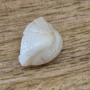 FISH Pearl ie मछमणि_S- 5.2 Ratti