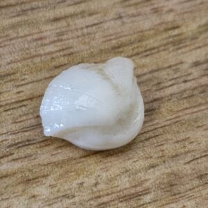 FISH Pearl ie मछमणि_S- 5.1 Ratti