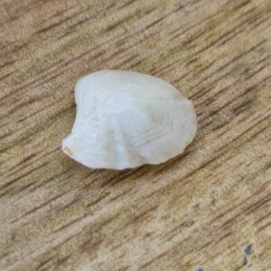 FISH Pearl ie मछमणि_S- 4.3 Ratti